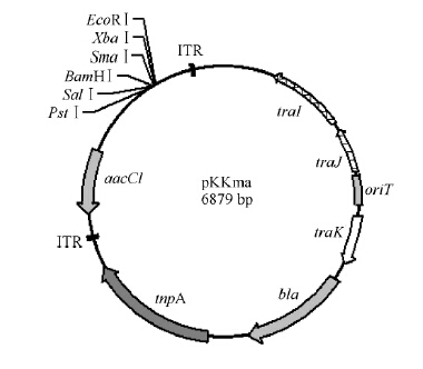 itr: the inverted terminal repeats;aacc1encodes gentamycin